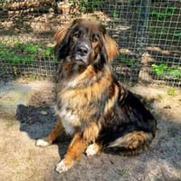 Arco, sportl. großer Familienhund, Hund zur Adoption