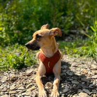 Pauli, junger Rüde der das perfekte Zuhause sucht, Hund zur Adoption