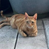 Dino sucht Dich, Kater zur Adoption