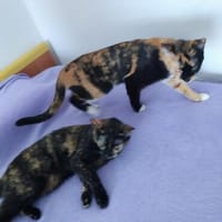 Junge Katzenschwestern Estrella und Nutella, Katze zur Adoption