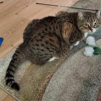 Peanut die Wasserratte, Katze zur Adoption