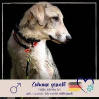 Ari - jung, verspielt - magst du mich ?, Hund zur Adoption