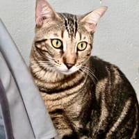 Katzen - Bengal-Mix-Kater Simba & Maximus, Kater zur Adoption