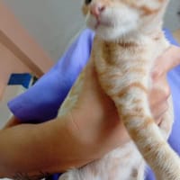 Liebes Katzenmädchen Mira, Katze zur Adoption