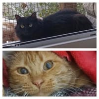 Chiqui & Pichi warten auf ihre Chance, Kater zur Adoption