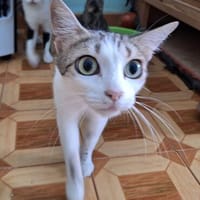 Sanfte, liebe Katze Noa, Katze zur Adoption