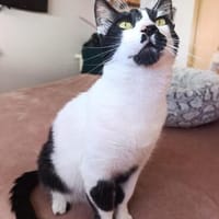 Lieber, geselliger Kater Lunaris, Kater zur Adoption