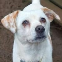 LOLITA sucht ihr Für-Immer-Zuhause, Hündin zur Adoption