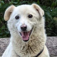 Fulgusor 42 cm (Pflegestelle), Hund zur Adoption