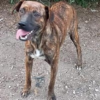 Rita  wartet auf ihre Chance, Hündin zur Adoption