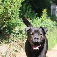 Marco, freundlich und schmusig, Hund zur Adoption