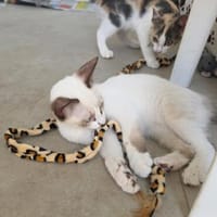 Liebe Katzenkinder Cali, Tina, Simon, Eddie, Kater zur Adoption