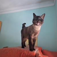 Freundlicher Kater Leo, Kater zur Adoption