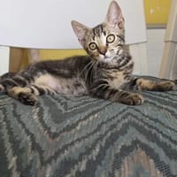 Süßes, verspieltes, Kätzchen Estrella, Katze zur Adoption