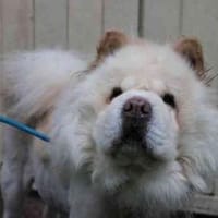 Trixie tolle Familienhündin, Hündin zur Adoption