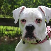 Nadja, taub, Lebensfreude pur, Hündin zur Adoption
