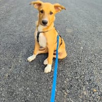 Freundlicher Welpe Fiete, Hund zur Adoption