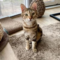 Seeds, soziales Seelenkätzchen, ca. 11 Monate, Katze zur Adoption