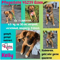 Kelly sucht ihr Für-immer-Zuhause ❤, Hündin zur Adoption