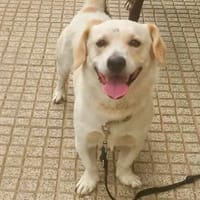 Billy 💙💙💙 ein entzückender Hundebub, Hund zur Adoption