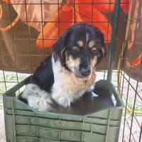 Milo  aufgeschlossen und neugierig, Hund zur Adoption