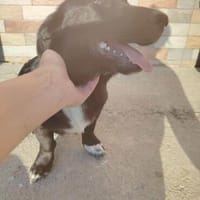 Junghund Balu sucht seine Familie, Hund zur Adoption