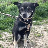 Liova ist anhänglich, menschenbezogen, Hund zur Adoption