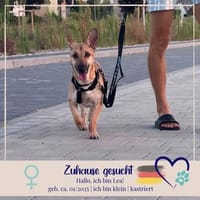 Lea - aktive, energiegeladene Hündin sucht ihr Zuhause, Hündin zur Adoption
