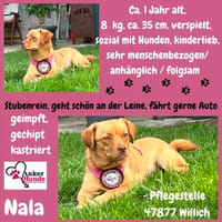NALA sucht ihr Zuhause, Hündin zur Adoption