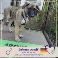 Ilay - sucht seine Familie - bist du es ?, Hund zur Adoption
