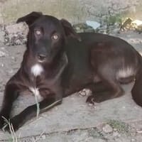 Junghündin Ecca wartet auf ein Zuhause, Hündin zur Adoption