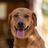 Marie ist in der Tierherberge Donzdorf, Hündin zur Adoption