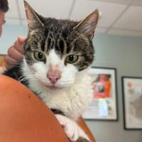 HUTCH En SOS, chat à adopter