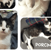 Porcinet, chat à adopter