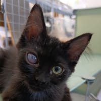 Tyché, chatte à adopter