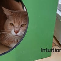 Intuition, chat à adopter