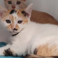 ROXY CHA, chatte à adopter