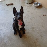 Hermes, chien à adopter