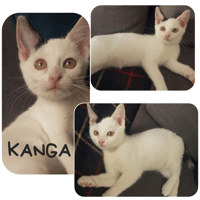Kanga, chatte à adopter
