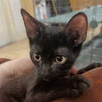 Spider [Chaton], chat à adopter