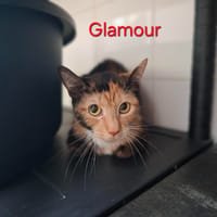 Glamour, chatte à adopter