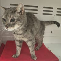 MARTINE, chatte à adopter