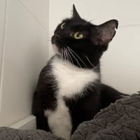 Asya, chatte à adopter