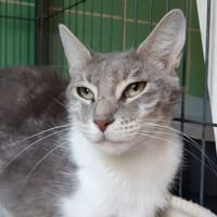 Camerise, chatte à adopter