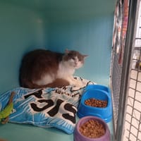 RELIQUE, chat à adopter