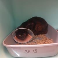 HEOL, chat à adopter