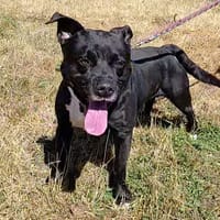 AÏKO, chien à adopter