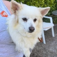 LUCY, chienne à adopter