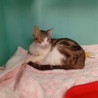 KALT, chatte à adopter