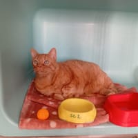 SIMBA, chat à adopter